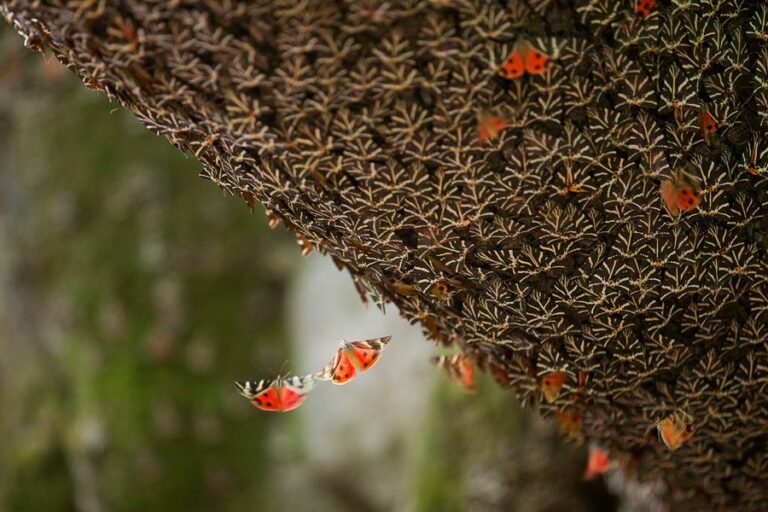 Долина бабочек — уникальный природный заповедник